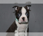 Small Boston Terrier