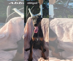 Doberman Pinscher Puppy for sale in POMEROY, OH, USA