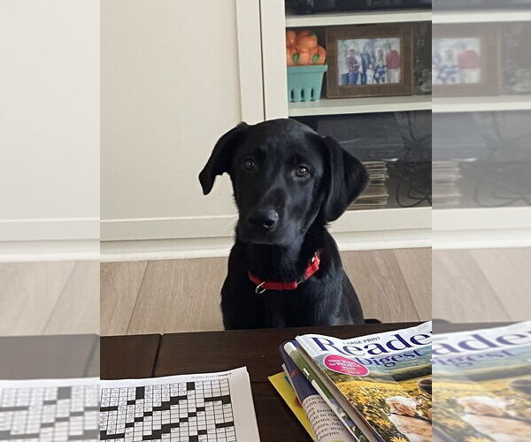 Medium Photo #2 Labrenees Puppy For Sale in Dana Point, CA, USA