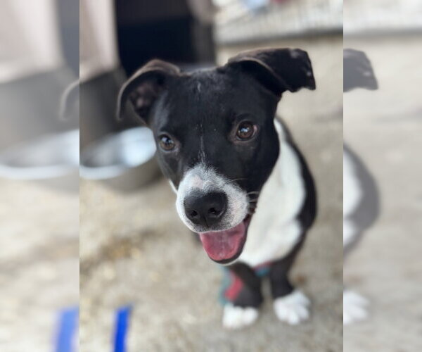 Medium Photo #3 Unknown-Welsh Corgi Mix Puppy For Sale in Conway, AR, USA