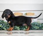 Small Photo #12 Dachshund Puppy For Sale in NAPPANEE, IN, USA