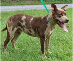 Small #2 Catahoula Leopard Dog Mix
