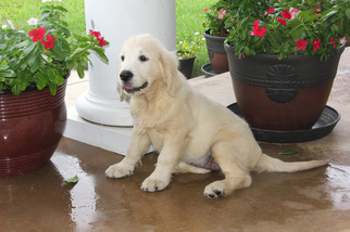 English Cream Golden Retriever Puppy for sale in DENTON, TX, USA