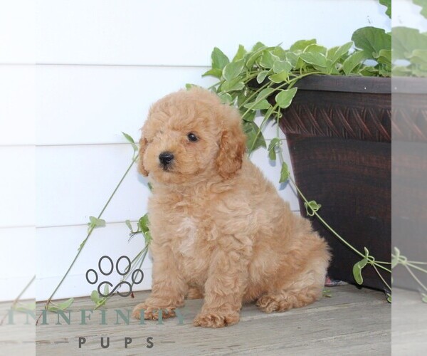 Medium Photo #3 Poodle (Miniature) Puppy For Sale in KIRKWOOD, PA, USA