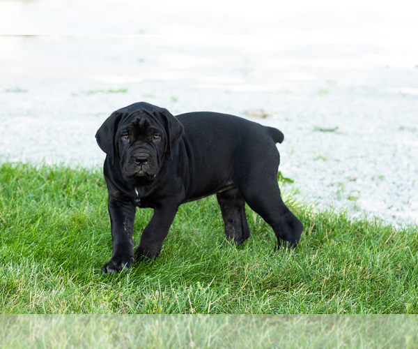 Medium Photo #9 Cane Corso Puppy For Sale in WAKARUSA, IN, USA
