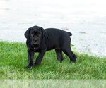 Small #8 Cane Corso