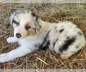 Australian Shepherd Puppy for sale in ROCK SPRING, GA, USA