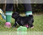 Scooby - Male Pug Puppy for Sale - Photo #3