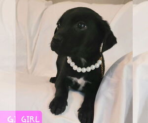 Medium Labrador Retriever Mix