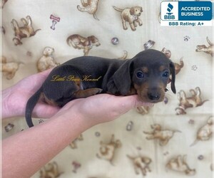 Dachshund Puppy for sale in WINNSBORO, LA, USA