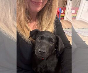 Labrador Retriever-Unknown Mix Dogs for adoption in Palatine/Kildeer/Buffalo grove, IL, USA