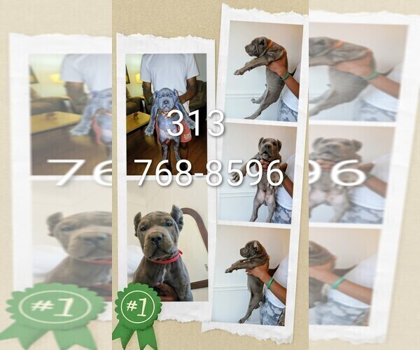 Medium Photo #2 Cane Corso Puppy For Sale in DETROIT, MI, USA