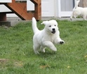 Small Photo #5 Golden Retriever Puppy For Sale in KINGSTON, WA, USA