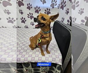 Chihuahua-Unknown Mix Dogs for adoption in Metairie, LA, USA