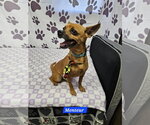 Small Chihuahua Mix