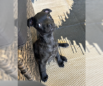 Newt - Female Labrador Retriever-Staffordshire Bull Terrier Mix Dog for Adoption - Small photo