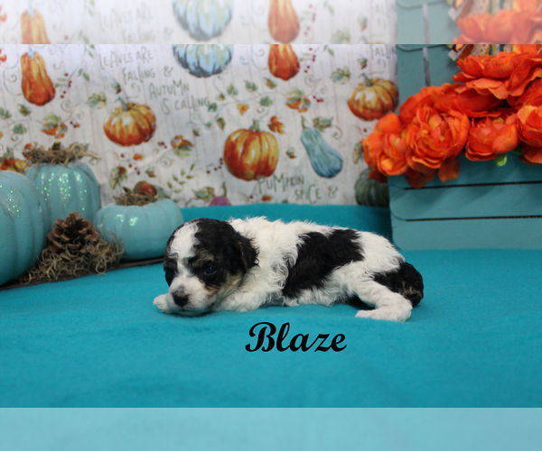 Medium Photo #9 Poodle (Toy) Puppy For Sale in CHANUTE, KS, USA