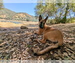 Small #11 German Shepherd Dog Mix