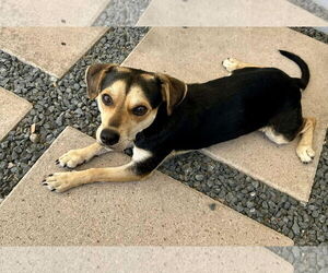 Beagle-Chihuahua Mix Dogs for adoption in Princeton, MN, USA