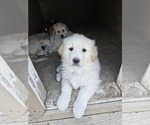 Small Photo #3 Golden Pyrenees Puppy For Sale in WELLINGTON, CO, USA