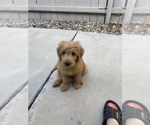Double Doodle Puppy for sale in LA HABRA, CA, USA
