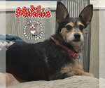 Small Photo #4 Dachshund-Unknown Mix Puppy For Sale in Omaha, NE, USA