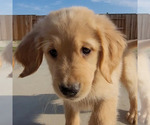 Small Photo #2 Golden Retriever Puppy For Sale in COLUSA, CA, USA
