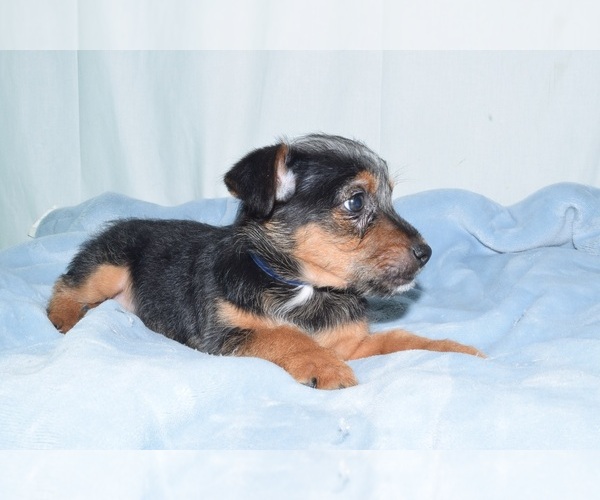 Medium Photo #2 Toy Fox Pinscher-Yorkshire Terrier Mix Puppy For Sale in PATERSON, NJ, USA