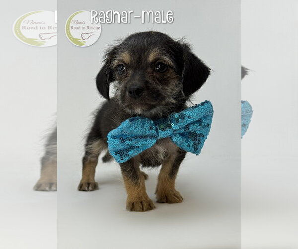 Medium Photo #2 Dachshund-Unknown Mix Puppy For Sale in Benton, LA, USA