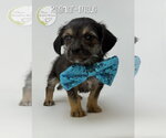 Small #1 Dachshund Mix