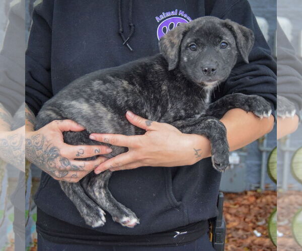 Medium Photo #2 Catahoula Leopard Dog-Labrador Retriever Mix Puppy For Sale in Huntley, IL, USA