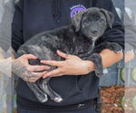 Small #1 Catahoula Leopard Dog-Labrador Retriever Mix