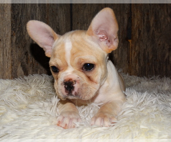 Medium Photo #8 French Bulldog Puppy For Sale in VERONA, MO, USA