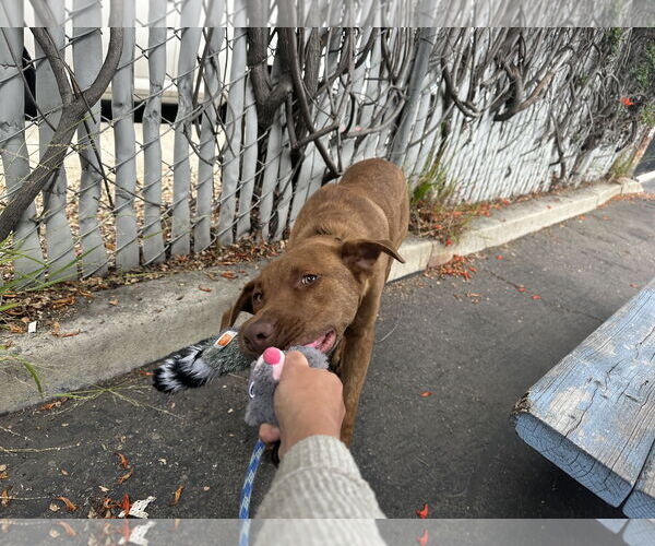 Medium Photo #6 Labrador Retriever-Unknown Mix Puppy For Sale in San Diego, CA, USA