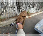 Small #5 Labrador Retriever Mix