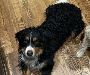 Father of the Bernedoodle (Miniature) puppies born on 03/17/2026