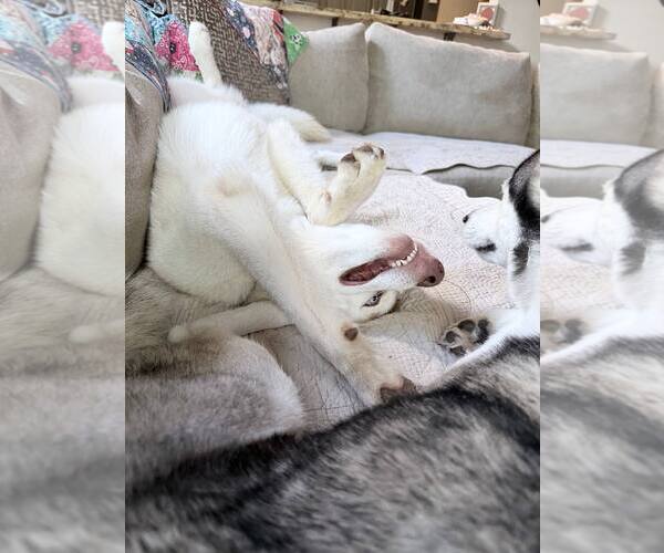 Medium Photo #3 Siberian Husky Puppy For Sale in Carrollton, TX, USA