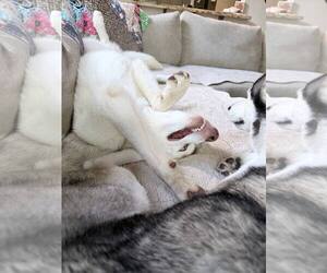 Zeus - Male Siberian Husky Dog for Adoption - Photo #3
