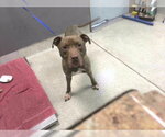 CHASE - Male Labrador Retriever-Unknown Mix Dog for Adoption - Small photo