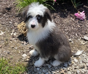 Aussiedoodle Miniature  Puppy for sale in TROY, MO, USA