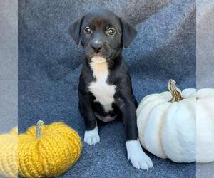 Colonial Cocker Spaniel-Unknown Mix Dogs for adoption in San Diego, CA, USA