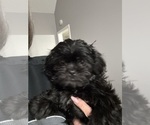 Small #4 Shih Tzu