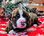 Puppy Red collar Alapaha Blue Blood Bulldog