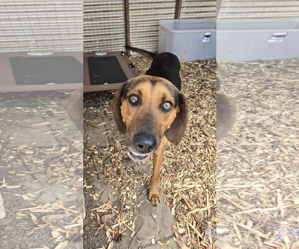 Medium Photo #5 Mutt Puppy For Sale in Rustburg, VA, USA