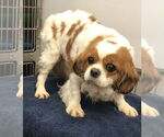 Small #8 Cavalier King Charles Spaniel
