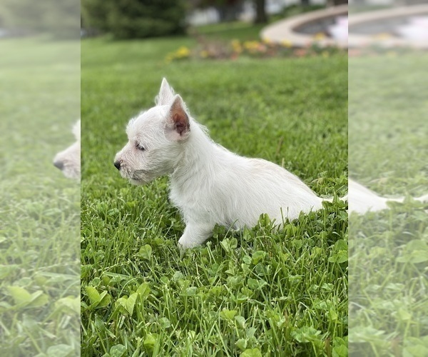 Medium Photo #5 West Highland White Terrier Puppy For Sale in CANOGA, NY, USA