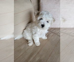 Bichon Frise Puppy for sale in FORT WORTH, TX, USA