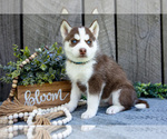 Puppy Nirvana Siberian Husky