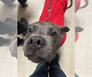 Mutt Dogs for adoption in Stockton, CA, USA