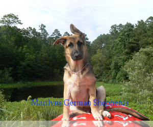 German Shepherd Dog Puppy for Sale in PIEDMONT, Missouri USA